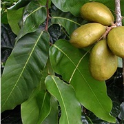 Tahitian Chestnut / Mape Tree (Inocarpus Fagifer)