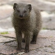 Cape Gray Mongoose
