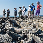 Punta Espinoza in Fernandina Island, Galapagos
