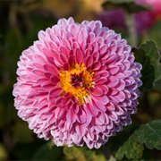 Chrysanthemum