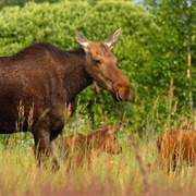Wild Animals in the Chernobyl Exclusion Zone