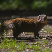 Indian Brown Mongoose