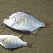 Redtail Surfperch (Aka: Rosy Surf Perch, Porgie, Oregon Porgie)