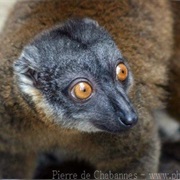 Gray-Headed Lemur