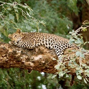 Kruger National Park, South Africa