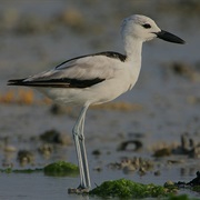Crab Plover