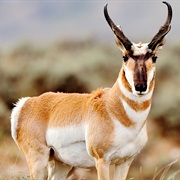 Pronghorn
