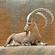 Ibex