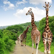 Hiking in Kruger National Park, Africa