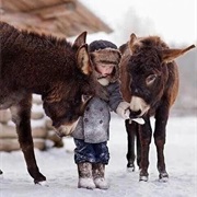 How Do Animals Stay Warm Without Clothes?