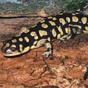 Western Tiger Salamander