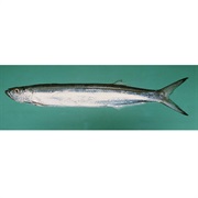 Blackfin Wolf Herring / Dorab Wolf Herring