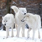 Arctic Wolf