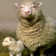Dolly the Sheep