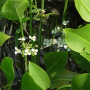 Delta Arrowhead (Sagittaria Platyphylla)
