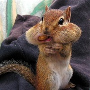 Talking With Your Mouth Full