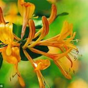 Honeysuckle