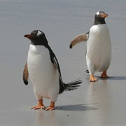 Long-Tailed Gentoo Penguin