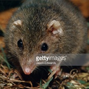 Dusky Antechinus