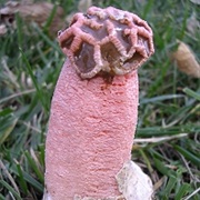 Lysurus Periphragmoides Mushroom