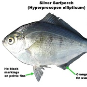 Silver Surfperch (Aka: Silver Perch, Shiner)
