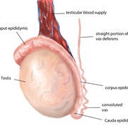 Testicular