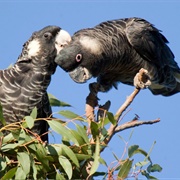 Carnaby's Black Cockatoo