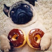 Pug