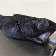Grenadier Fish