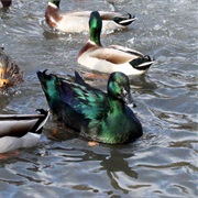 Mallard Ducks