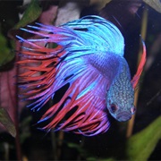 Betta Fish
