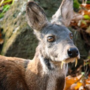 Fanged Deer