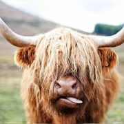 Do You Think I Need a Haircut?