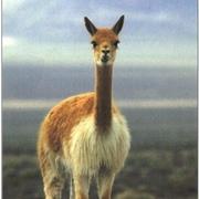 Vicuña