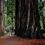 Redwood National & State Parks - United States