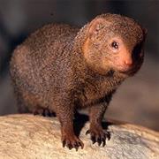 Common Dwarf Mongoose