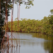 Pongara National Park, Gabon