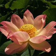 Lotus Flower