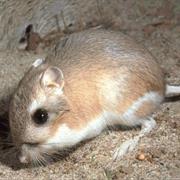 California Kangaroo Rat
