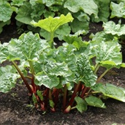 Rhubarb Leaves