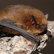 Soprano Pipistrelle