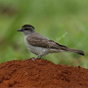 Crowned Slaty Flycatcher