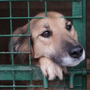 Adopt a Pet From a Shelter