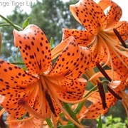 Tiger Lily