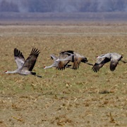 Pixley National Wildlife Refuge