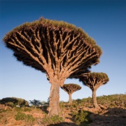 Socotra Island - Yemen