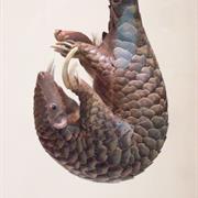 Chinese Pangolin