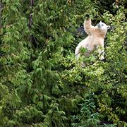 Great Bear Rainforest, British Columbia