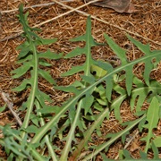 Mountain Lettuce (Lactuca Perennis)