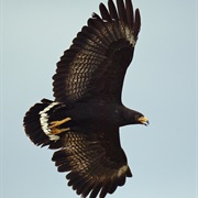 Common Black-Hawk